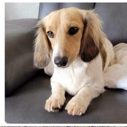Hannah - Dachshund