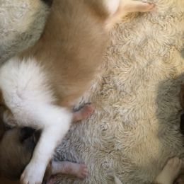 Lassie---Girl 4 - Sable female Collie puppy in Abilene, Texas from Regal Lassie's