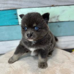 Belly - Blue female Pomsky puppy in Krum, Texas from Paw-Some Pomskies