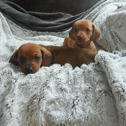 Dachshund Puppies from Dachshund Darlins