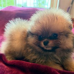 Toby - Orange sable male Pomeranian puppy in Waterloo, Indiana from Garcias Pomeranian