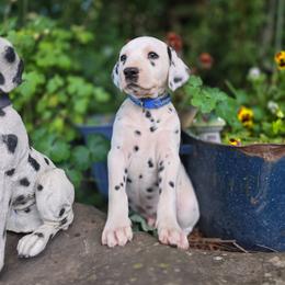 Dark blue collar male - White and black male Dalmatian puppy in Valley, Washington from Loving spots Dalmatians