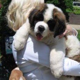 Saint Bernard Puppies from Somerset Saints