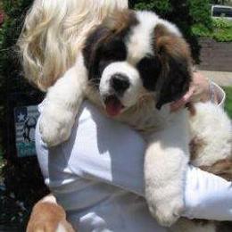 Saint Bernard Puppies from Somerset Saints