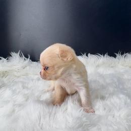 Pippin - Cream and white male Chihuahua puppy in Simpsonville, South Carolina from N&T's Chihuahuas