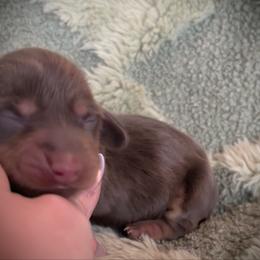 Jessie - Black and tan female Dachshund puppy in Boerne, Texas from Maravillas Dachshunds LLC