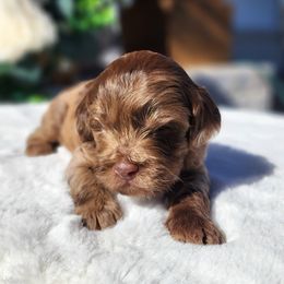 Simba - Merle male Cockapoo puppy in Dothan, Alabama from Farquharson's Poodles&Doodles