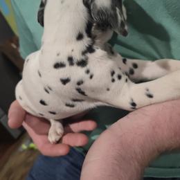 Girl 2 - White and black female Dalmatian puppy in New York, New York from Drake's Dalmatians