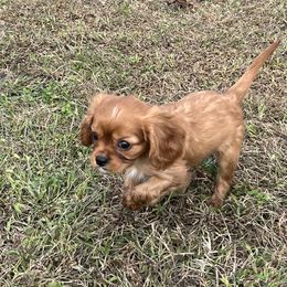 Cavalier King Charles Spaniel Puppies from McGregor's Cavalier King Charles Spaniels