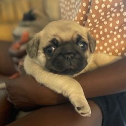 Pug Puppies from Briggs Family Pugs