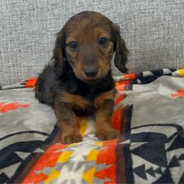 Simon - Red male Dachshund puppy in Gainesville, Texas from Diamond B Doxies