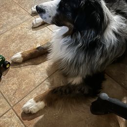 Australian Shepherd All Grown Up from Oak Island Australian Shepherds