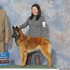 Belgian Sheepdogs and Belgian Tervuren from Ozma Belgians