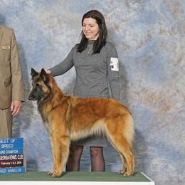 Belgian Sheepdogs and Belgian Tervuren from Ozma Belgians