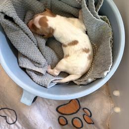 Chickadee - Orange and white female Brittany puppy in Fortuna, California from Moore Brittanys