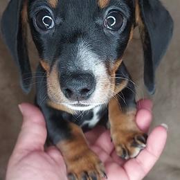 FANCY - BLACK and TAN - Black and tan female Dachshund puppy in Swink, Oklahoma from Palali Farm