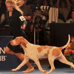 Dora - Bracco Italiano