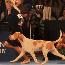 Dora - Bracco Italiano