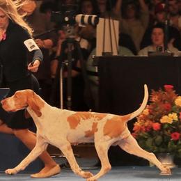 Dora - Bracco Italiano