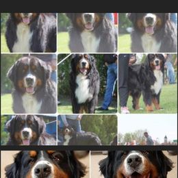 Alex - Bernese Mountain Dog