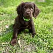Basset Hound, Boykin Spaniel, Jagdterrier, and Labrador Retriever Puppies from PARK’s Family Farm