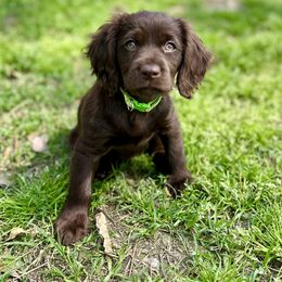Basset Hound, Boykin Spaniel, Jagdterrier, and Labrador Retriever Puppies from PARK’s Family Farm