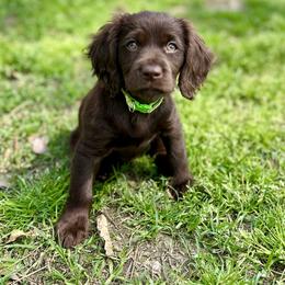 Basset Hound, Boykin Spaniel, Jagdterrier, and Labrador Retriever Puppies from PARK’s Family Farm