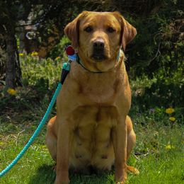 Labrador Retrievers from Precious Mountain View Labrador & Precious MT Silver Labrador