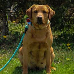 Labrador Retrievers from Precious Mountain View Labrador & Precious MT Silver Labrador