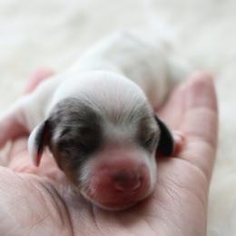 Buffy - Piebald female Dachshund puppy in Peebles, Ohio from Cave Valley Hounds