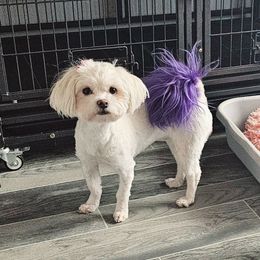 Stormy - Maltese