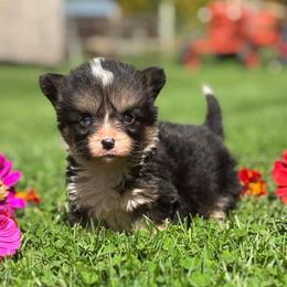 Honeycrisp - Black and tan female Pembroke Welsh Corgi puppy in Berne, New York from At Ease Acres