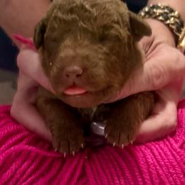 Pink Female - Brown female Chesapeake Bay Retriever puppy in Houston, Texas from Monarch Chesapeakes