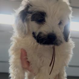 Girl 1 - Parti female Goldendoodle puppy in Maryville, Missouri from Rolling Acres Doodles and Poodles