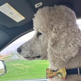 THUNDERBIRD - Poodle
