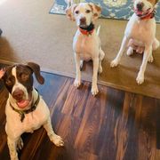 Pointer All Grown Up from Willow Brook