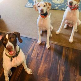 Pointer All Grown Up from Willow Brook