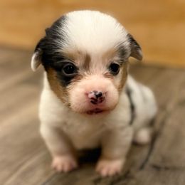 Tater - White and black male Pembroke Welsh Corgi puppy in Glendale, Arizona from CorgiholicsAz