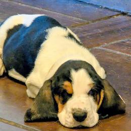Case- White Collar - Black brown and white male Basset Hound puppy in Duchesne, Utah from HI Desert Hounds