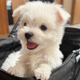 Maltese Puppies from Ayres to Heirs Puppy Co.