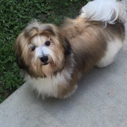 Havanese from Marylee's Havanese