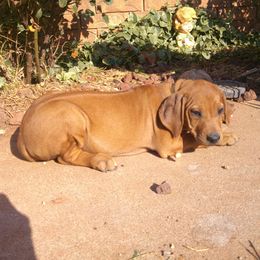 Carly - Rd whtn brn nose female Rhodesian Ridgeback puppy in Carney, Oklahoma from River Run Parson Russell terriers & River Run Ridgebacks