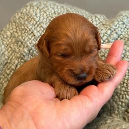 Ava - Red  female Goldendoodle puppy in Greenville, South Carolina from Law Doodles of SC