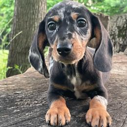 Maverick - Dapple male Dachshund puppy in Industry, Illinois from KDKs Kennels