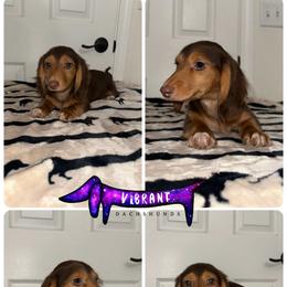 Grey collar - Chocolate and tan male Dachshund puppy in Turlock, California from Vibrant Dachshunds