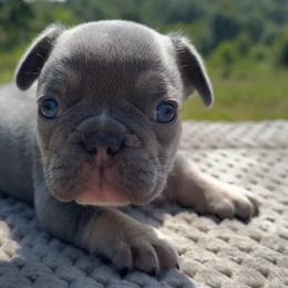 Rip - Tricolors male French Bulldog puppy in Warm Springs, Arkansas from State Line Dachshunds & Frenchies