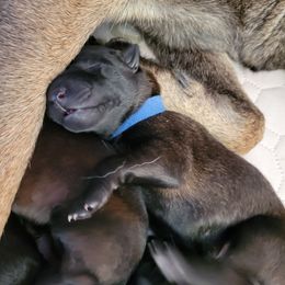 Blue Collar Male - Mahogany male Belgian Malinois puppy in Sanger, Texas from Faubion Malinois