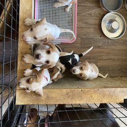 Beagle Puppies from Hales Little Beagle Haven