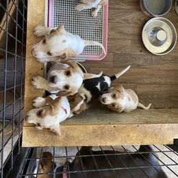 Beagle Puppies from Hales Little Beagle Haven