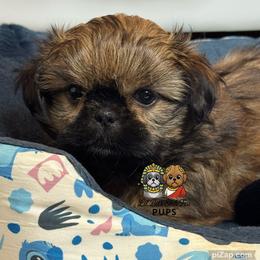 Rogue - Sable male Shih Tzu puppy in Walkertown, North Carolina from Lil’ Bit’s Shih Tzu